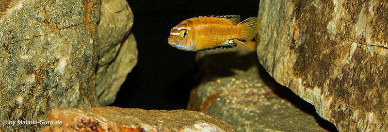 Pseudotropheus johannii 'Gome'